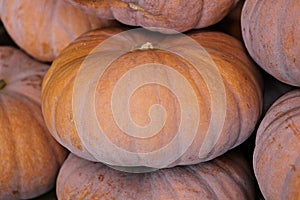 ItÃ¢â¬â¢s a korea crop